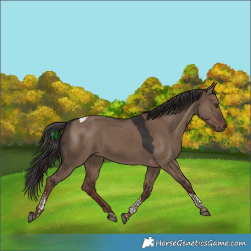 Horse Color:Liver Red Dun Tobiano