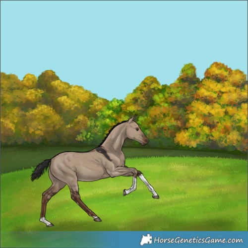 Horse Color:Liver Red Dun Tobiano