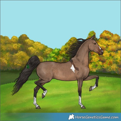 Horse Color:Liver Red Dun Tobiano
