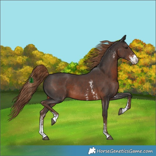 Horse Color:Liver Chestnut Sabino Rabicano 