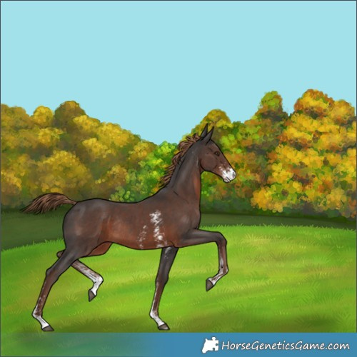 Horse Color:Liver Chestnut Sabino Rabicano 