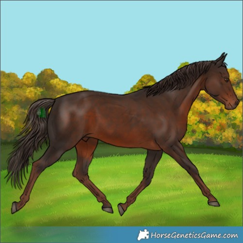 Horse Color:White Spotted Liver Chestnut Rabicano 