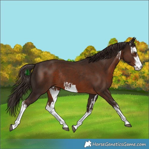 Horse Color:White Spotted Liver Chestnut Rabicano 