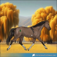 Horse Color:Liver Red Dun Tobiano 
