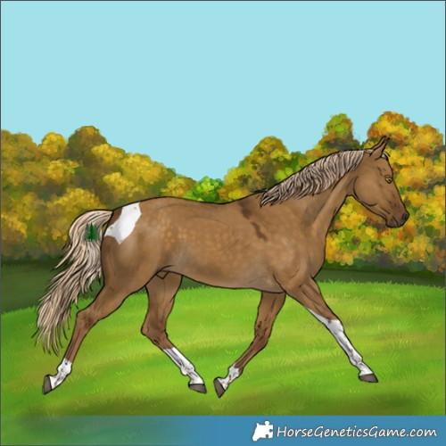 Horse Color:Chocolate Palomino Dun Tobiano 