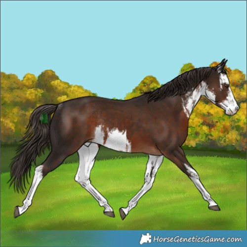 Horse Color:White Spotted Liver Chestnut Rabicano 