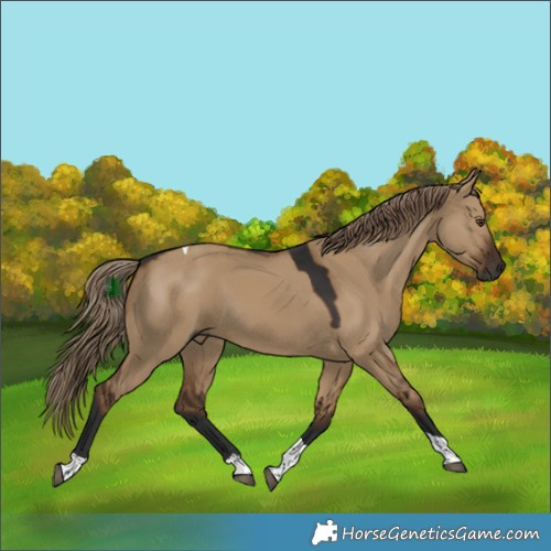 Horse Color:Gray White Spotted Liver Red Dun Tobiano 