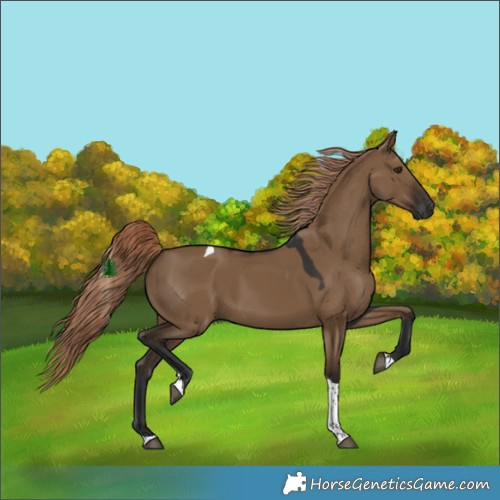Horse Color:Gray White Spotted Liver Red Dun Tobiano 