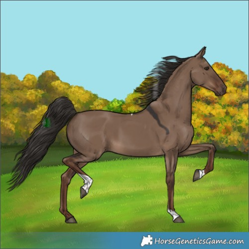 Horse Color:Liver Red Dun Tobiano 