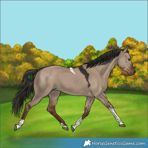 Horse Color:Liver Red Dun Tobiano