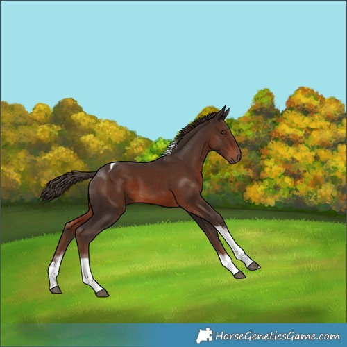 Horse Color:Liver Chestnut Sabino Tobiano Rabicano 