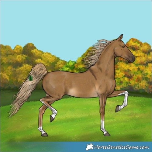 Horse Color:Chocolate Palomino Dun Tobiano