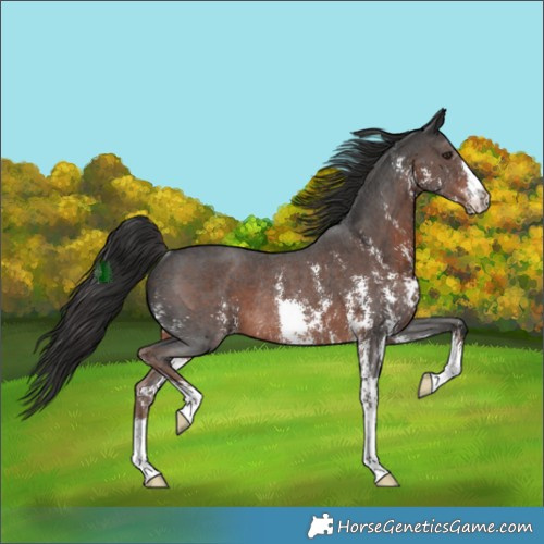 Horse Color:Liver Chestnut Sabino Rabicano 