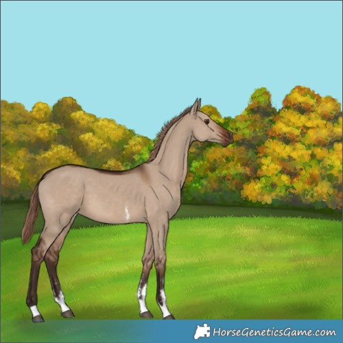 Horse Color:Liver Red Dun Sabino Tobiano 