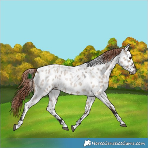 Horse Color:Liver Red Dun Roan Tobiano Appaloosa 