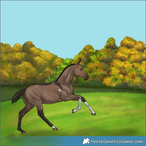 Horse Color:Liver Red Dun Tobiano 