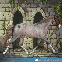 Horse Color:White Spotted Liver Red Roan 