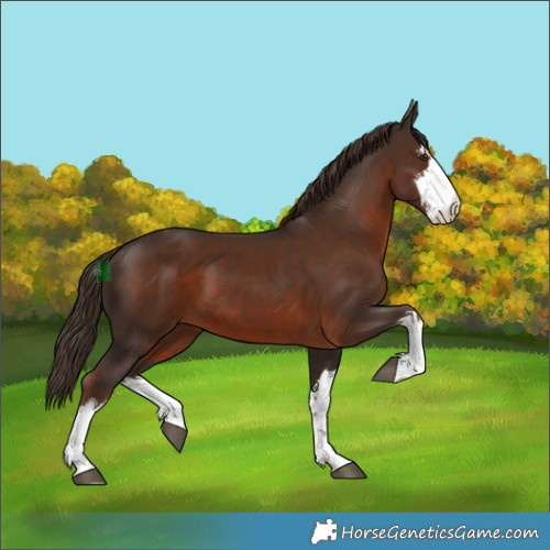 Horse Color:White Spotted Liver Chestnut Rabicano