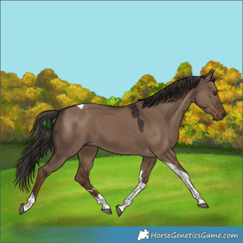 Horse Color:Liver Red Dun Tobiano 