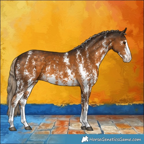 Horse Color:Chocolate Palomino Sabino Splash Rabicano 