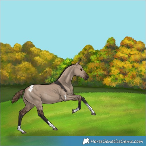 Horse Color:Liver Red Dun Tobiano Rabicano 