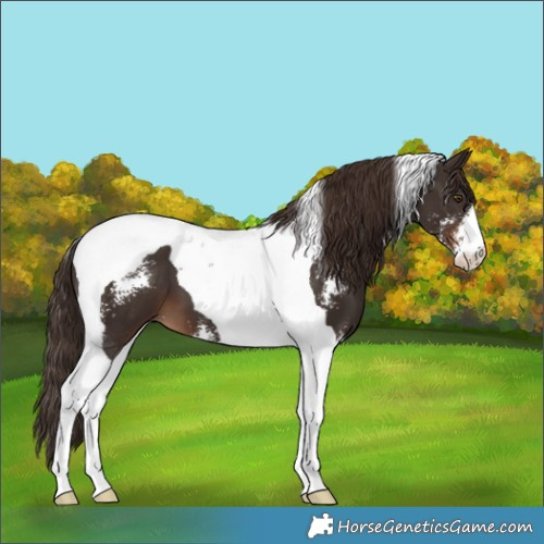 Horse Color:Liver Chestnut Sabino Tobiano