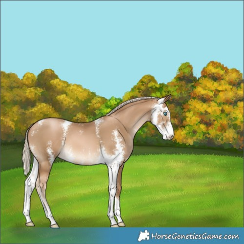 Horse Color:Chocolate Palomino Pearl Sabino 