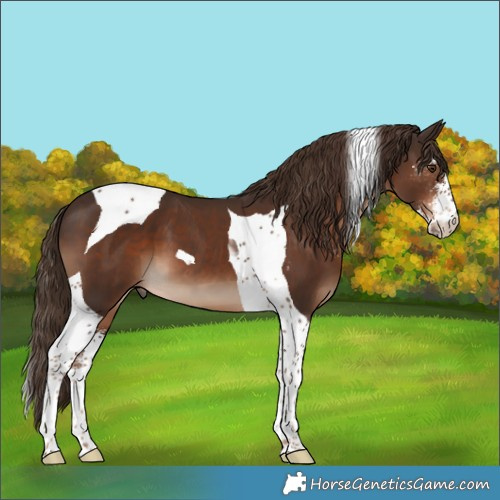 Horse Color:Liver Chestnut Sabino Tobiano 