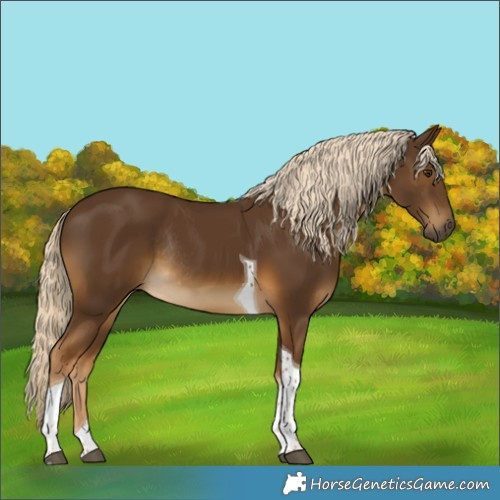 Horse Color:Chocolate Palomino Tobiano Rabicano 