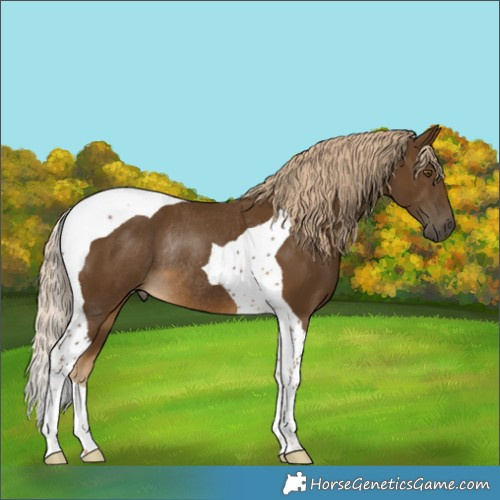 Horse Color:Chocolate Palomino Tobiano Rabicano 