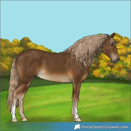 Horse Color:Chocolate Palomino 