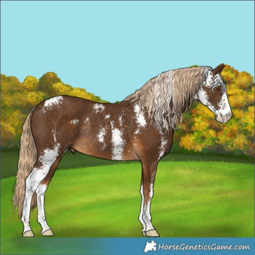 Horse Color:Chocolate Palomino Sabino Rabicano 