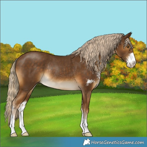 Horse Color:Chocolate Palomino Sabino Rabicano 