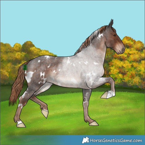 Horse Color:White Spotted Liver Red Roan Rabicano 