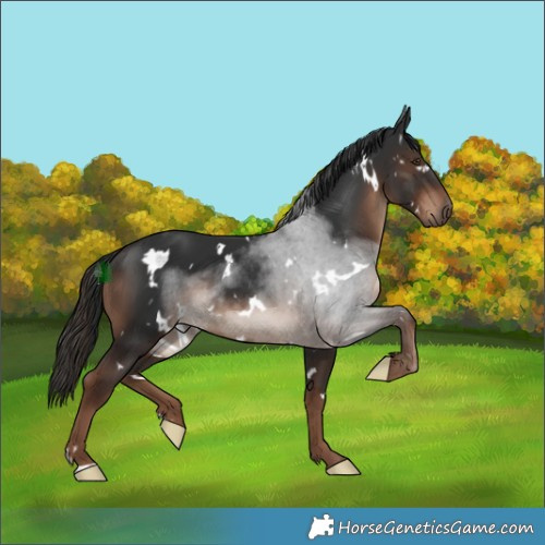 Horse Color:White Spotted Liver Chestnut
