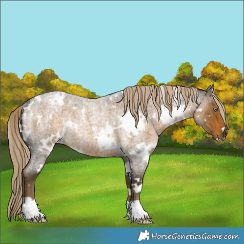 Horse Color:White Spotted Chocolate Palomino Roan Mushroom Rabicano 