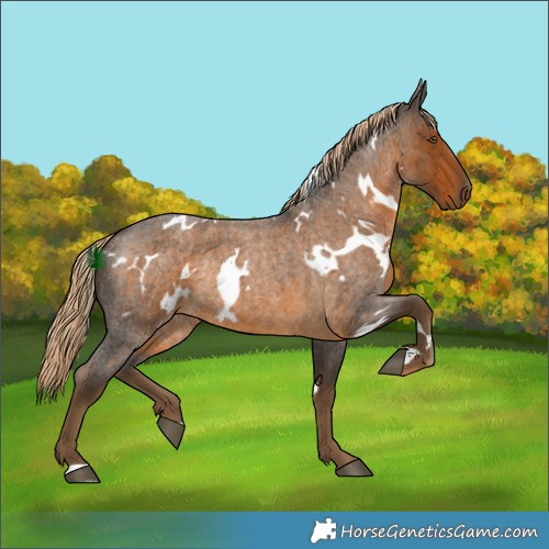 Horse Color:White Spotted Chocolate Palomino Roan Rabicano 