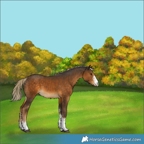 Horse Color:Unknown 