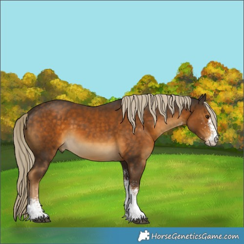 Horse Color:White Spotted Chocolate Palomino Rabicano