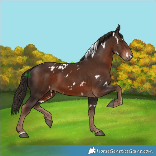 Horse Color:White Spotted Liver Chestnut