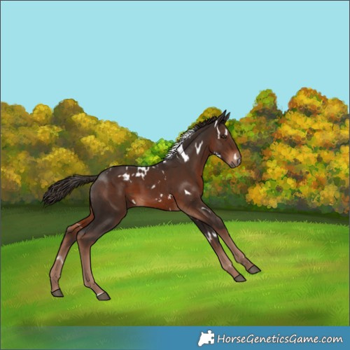 Horse Color:White Spotted Liver Chestnut 