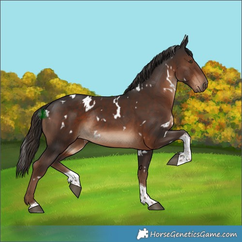 Horse Color:White Spotted Liver Chestnut Tobiano Rabicano 