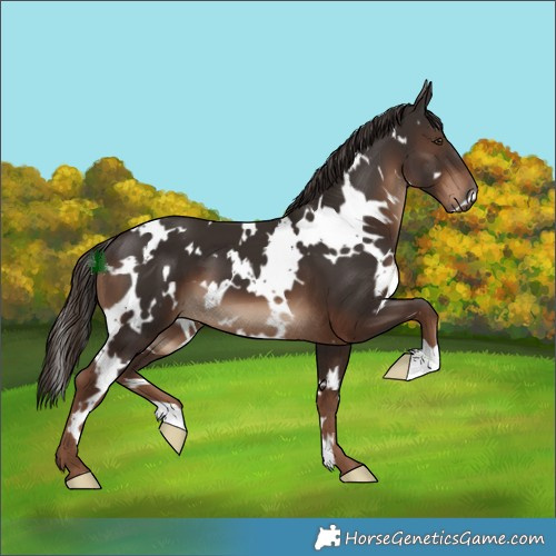 Horse Color:White Spotted Liver Chestnut 
