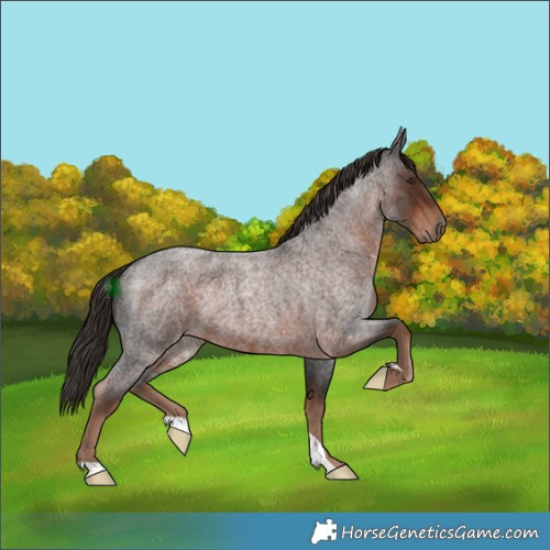 Horse Color:Liver Red Roan Rabicano 