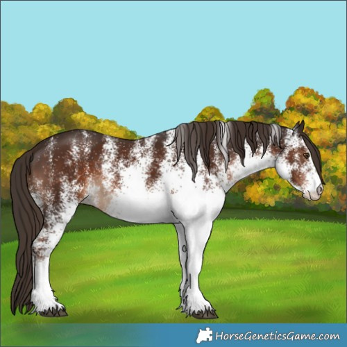 Horse Color:White Spotted Liver Chestnut 