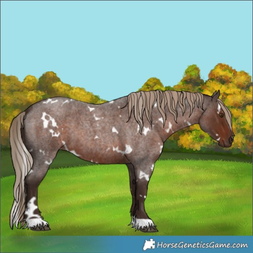 Horse Color:White Spotted Liver Red Roan 