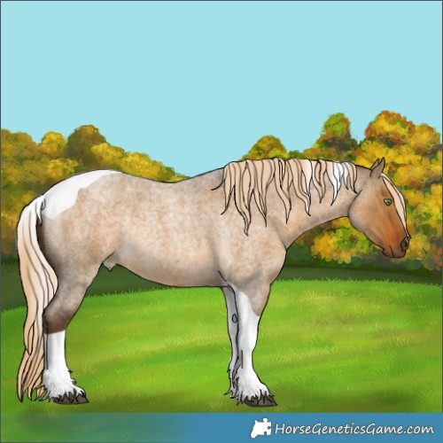 Horse Color:Chocolate Palomino Roan Dun Tobiano Rabicano