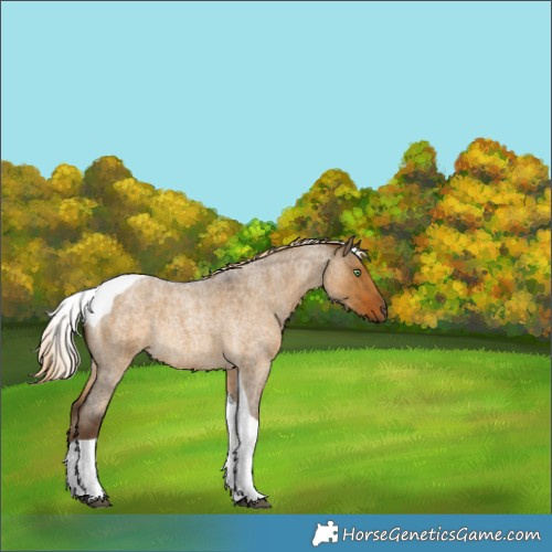 Horse Color:Chocolate Palomino Roan Dun Tobiano Rabicano 