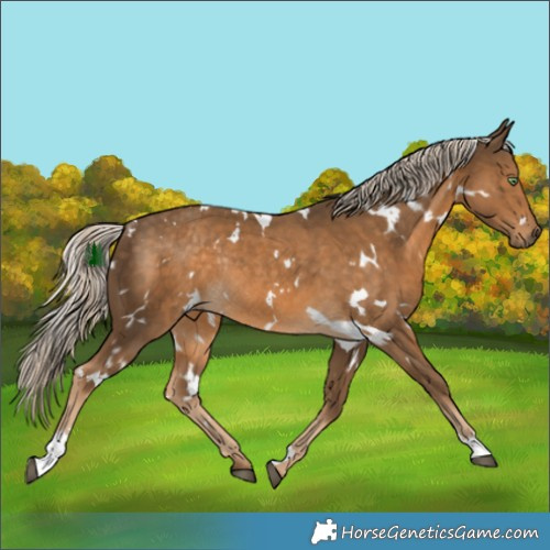 Horse Color:White Spotted Chocolate Palomino Rabicano 