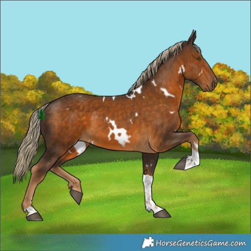 Horse Color:White Spotted Chocolate Palomino Tobiano 